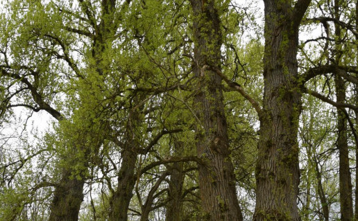 9_Bubių tuopos (1)_r1.jpg